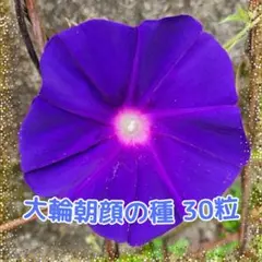 希少☆大輪朝顔☆黒女王の苗☆青斑入蝉葉濃葡萄鼠丸咲大輪（黒女王)☆9