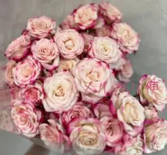 レア 複色咲き❣️切り花 ワルツ挿し木苗 四季咲き バラ花苗 - メルカリ