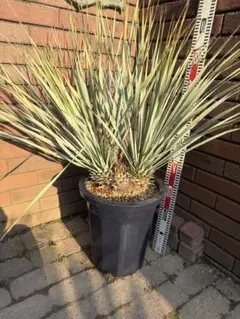 早いもの勝ち　ユッカ　ロストラータ　は