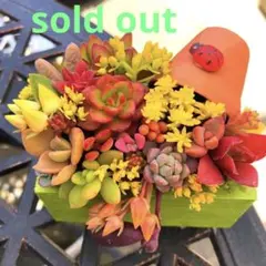 そのまま飾れる多肉植物寄せ植え　こぼれ鉢C 管理書付