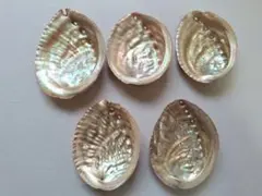 と14　日本海産天然あわび貝殻5枚♪まとめ売り♪送料込み♪