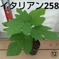 イチジク苗　Iー258 イタリアン258 イチジク苗木 稀少品種☆ Italian258☆i258 イタリアン 258