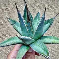 2025年最新】パープソラムの人気アイテム - メルカリ