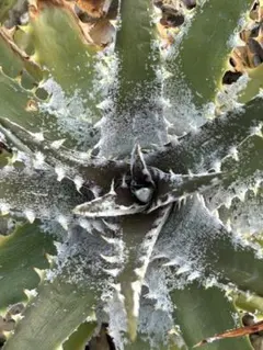 DBディッキア Dyckia BS x Arizona small #119 ⑹ DBディッキア Dyckia BS x Arizona small #119 ⑷ - メルカリ