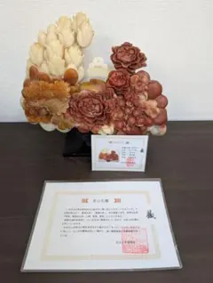 小野哲平 長石釉小皿1 20年以上前の常滑時代の作品です - メルカリ