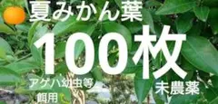 2 [농약 미사용] 여름 만다린 오렌지 잎 100장, 제비꼬리 벌레 미끼 만다린 오렌지 잎