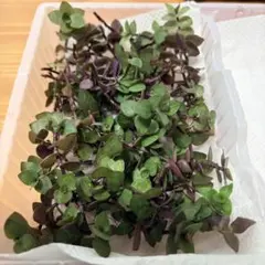 多肉植物 もりもり元気なカリシアのカット苗 15カットのサムネイル