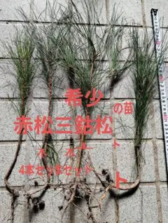 Natsuki Nakamura様 リクエスト 2点 まとめ商品