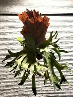 2025年最新】ginka ビカクシダの人気アイテム - メルカリ