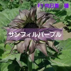 ドルフィンラム様 リクエスト 5点 まとめ商品