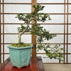 盆栽 皐月 サツキ 立ち上がり 樹形 鶴翁 あ - メルカリ