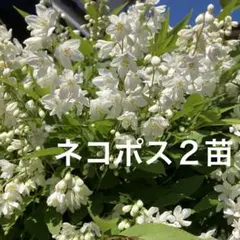 こたろう様 リクエスト 2点 まとめ商品
