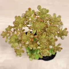 yukiyon様 リクエスト 3点 まとめ商品