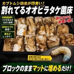 割れてるオオヒラタケ菌床ブロック【12ブロックセット】カブトムシ幼虫