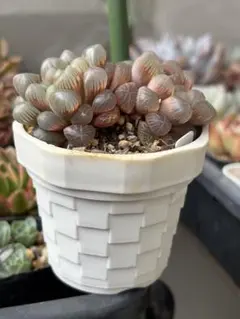多肉植物　ハオルチア オブツーサ　抜き苗