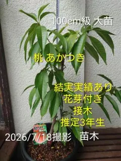 1本で実がなる【ホワイトサポテ】接木苗 美味しい品種【クシオ種】 1本で実がなる！美味しい品種！ホワイトサポテ接木苗【クシオ種