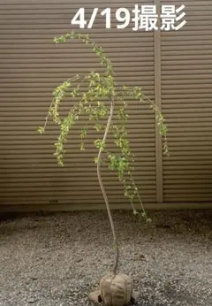 masahiko mizobuchi様 リクエスト 2点 まとめ商品