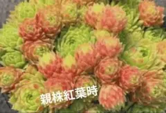 ばぁばの多肉　高温期のため速達おすすめ♡様 リクエスト 2点 まとめ商品