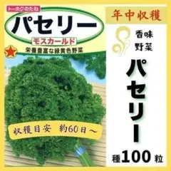 [채소 종자] 주방 재배에도!60일 동안 “파슬리” 씨앗 100개를 수확하세요