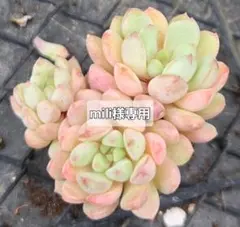 mili様 リクエスト 2点 まとめ商品