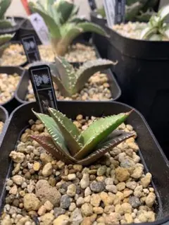 アガベオテロイ　実生のサムネイル