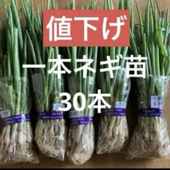 一本ネギ苗30本のサムネイル