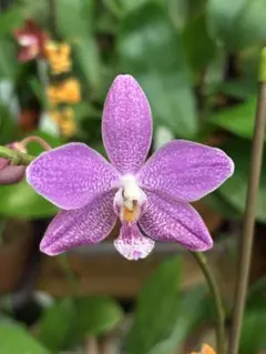 2026年最新】schillerianaの人気アイテム - メルカリ