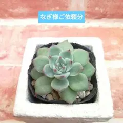 なぎ様ご依頼分 柘榴姫 ざくろひめ他 多肉 エケベリア