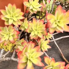 多肉植物 抜き苗 夕映え② - メルカリ