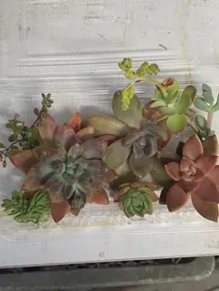 多肉植物 セット　普及種　寄せ植え　カット苗　詰め合せ　マッコス　薄化粧　セダム