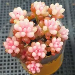 ★レッドベリー錦⑦★抜き苗★セダム★多肉★多肉植物★寄せ植え★