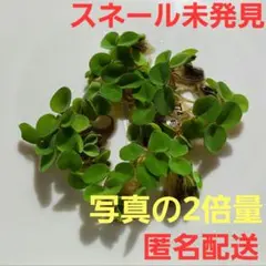 ♥️メルカリ便 割引情報あり♥️無農薬ビオトープ水草セット サルビニアククラータ