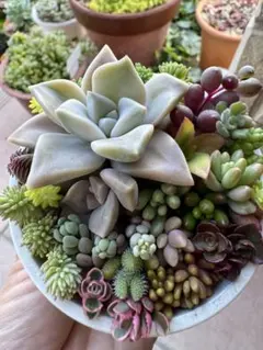 エケベリア セダム 10センチ鉢 カット苗 寄せ植えセット - メルカリ