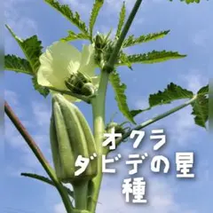 かずちん様 リクエスト 2点 まとめ商品