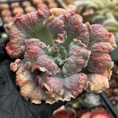 バロンボールト　瘤系　多肉植物　エケベリア