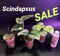 2026年最新】Scindapsusの人気アイテム - メルカリ