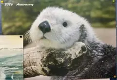 様 激レア！！ 鳥羽水族館 ラッコ メイちゃん お誕生日 （22歳）記念
