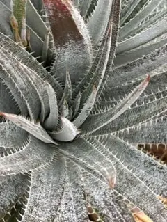 Dyckia 'Nemesis' ディッキア - メルカリ