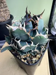 2025年最新】魔丸 アガベの人気アイテム - メルカリ