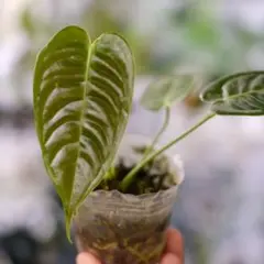 sitetkmt様 リクエスト 2点 まとめ商品