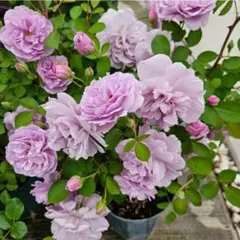 キャンディ様 リクエスト 2点 まとめ商品