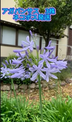 薄紫色　アガパンサス　分株苗 3株 多年宿根草 ネコポス発送