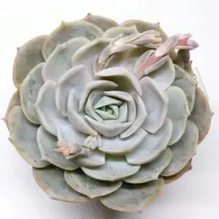 2026年最新】リラシナ 多肉の人気アイテム - メルカリ