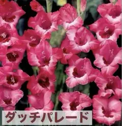 購入メインです☆様 リクエスト 2点 まとめ商品