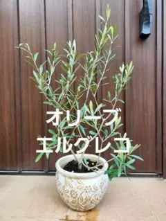 オリーブの木　イタリア製　テラコッタ鉢植え　エルグレコ　H115 オリーブの木 イタリア製 テラコッタ鉢植え エルグレコ H115 - メルカリ