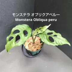 2025年最新】モンステ オブリクアの人気アイテム - メルカリ