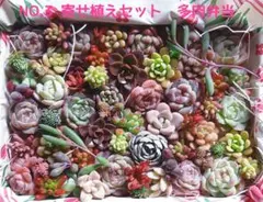 NO.3　寄せ植えセット　多肉植物　エケベリア　セダム　韓国苗　多肉弁当