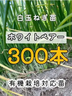 【晩生】赤玉ねぎ苗▼レッドムーン2000本【超メルカリ市】 玉ねぎ苗（中晩生）千紅一号 200本 赤たまねぎ 赤玉葱 たまねぎの苗