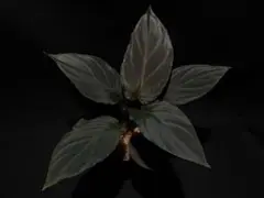 Homalomena sp. "Deep Purple"のサムネイル