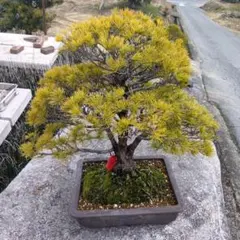 2026年最新】五葉松の人気アイテム - メルカリ